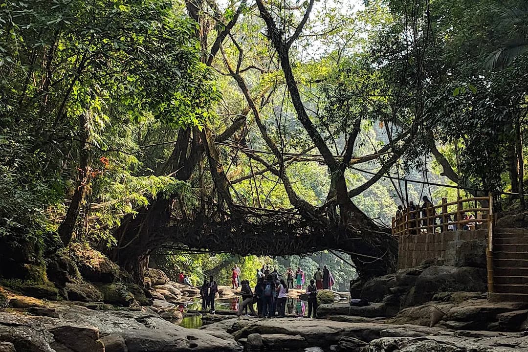 Meghalaya Explorer - Living Root Bridges Tour